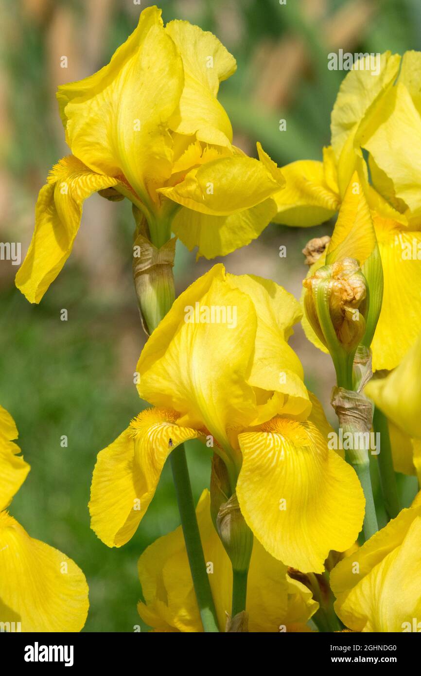 Fleurs herbacées fleur d'iris jaune haute Iris à barbe 'Golden Majesty' Banque D'Images