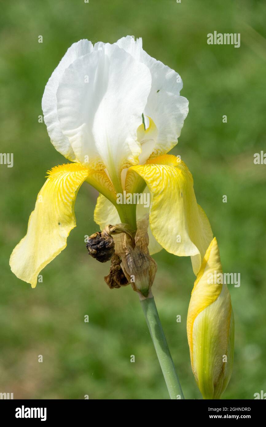 Blanc fleur d'iris jaune Grand Iris à barbe 'Summit' iris portrait de juin Banque D'Images