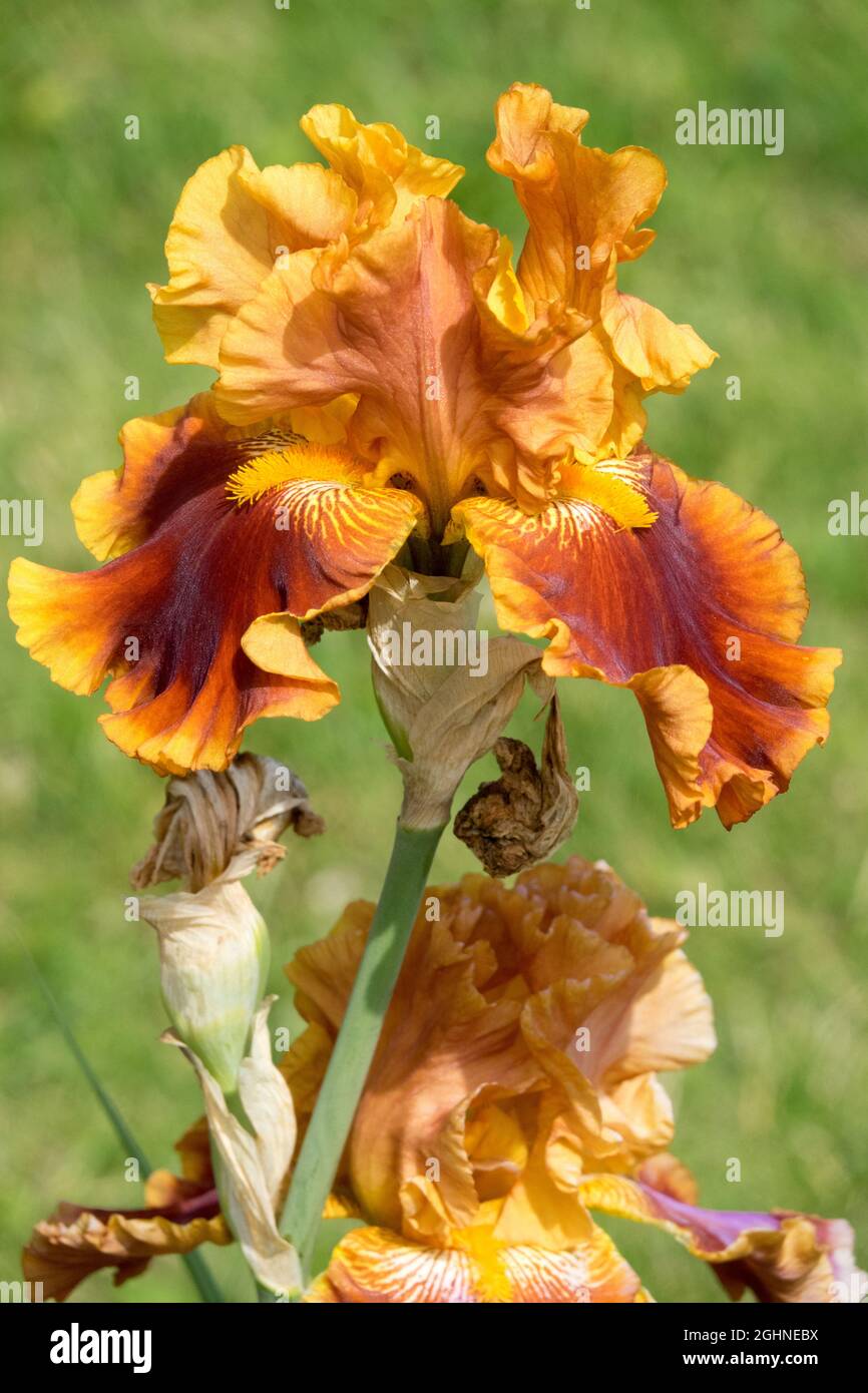 Grand iris barbu 'Rustler' Grand iris barbu dans le jardin Banque D'Images