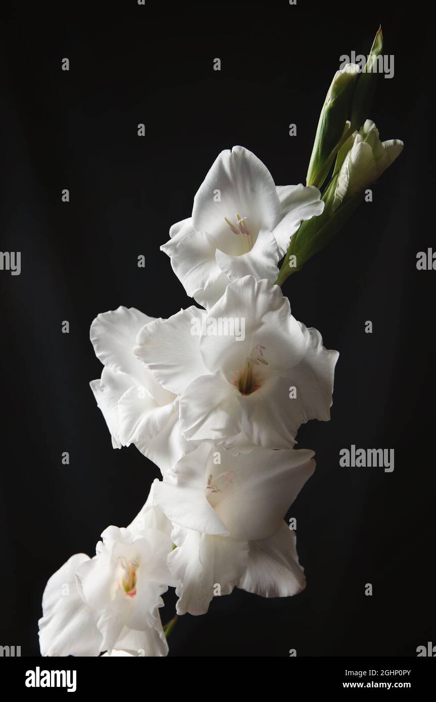 Fleur de gladiolus blanche sur fond noir, pour l'inscription de texte, image de stock pour le dessin et le web Banque D'Images