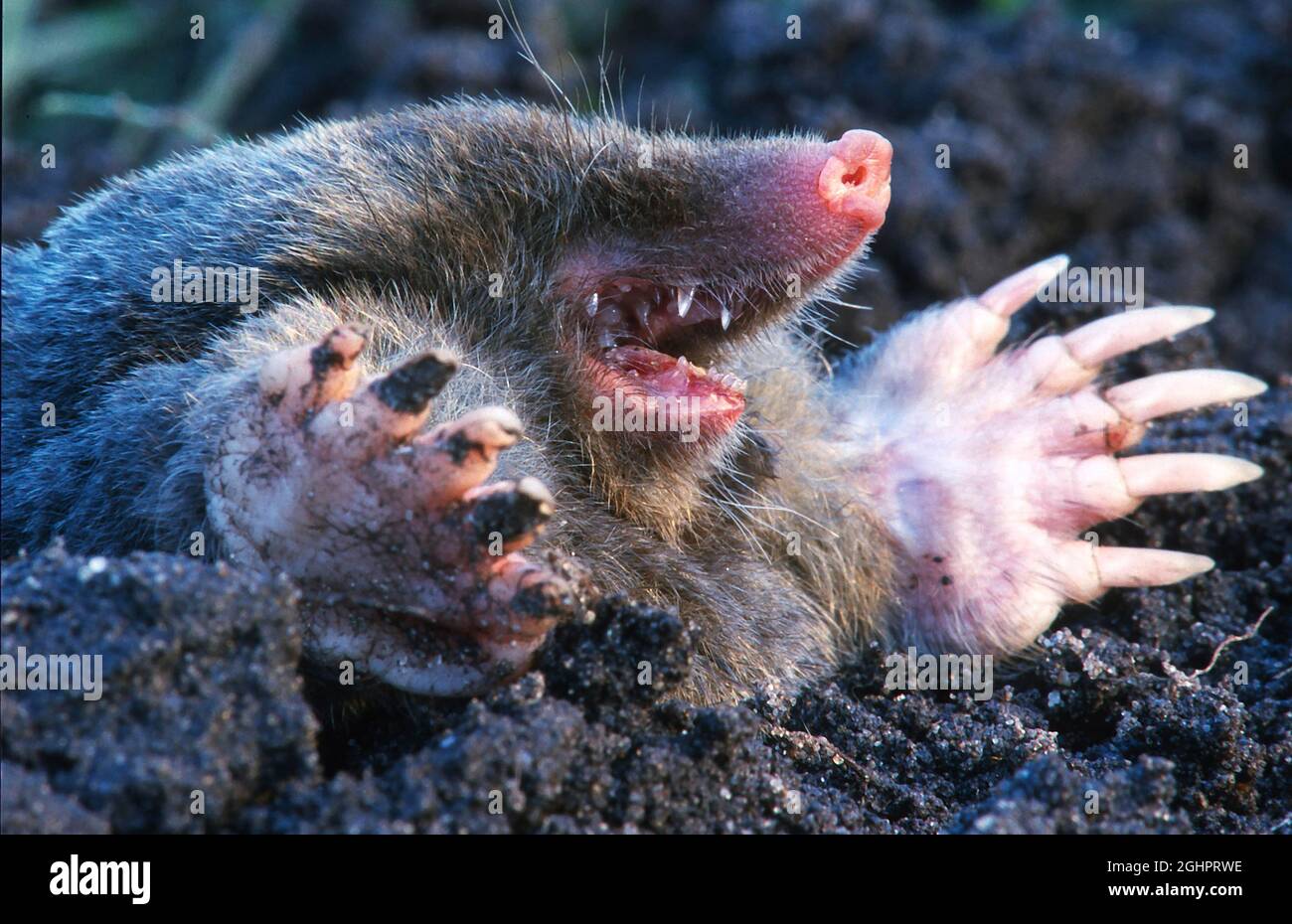 Mole mole européenne (Talpa europaea) creusant un tunnel, Rhénanie-du-Nord-Westphalie, Allemagne Banque D'Images