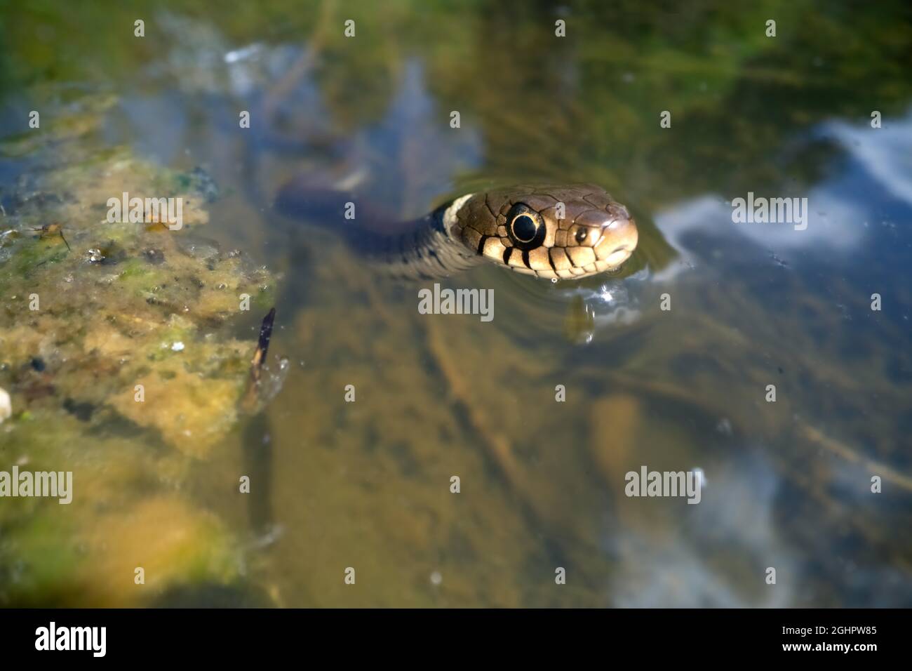 Serpent à herbe barré (Natrix helvetica), nageant dans l'eau, Rhénanie-du-Nord-Westphalie, Allemagne Banque D'Images