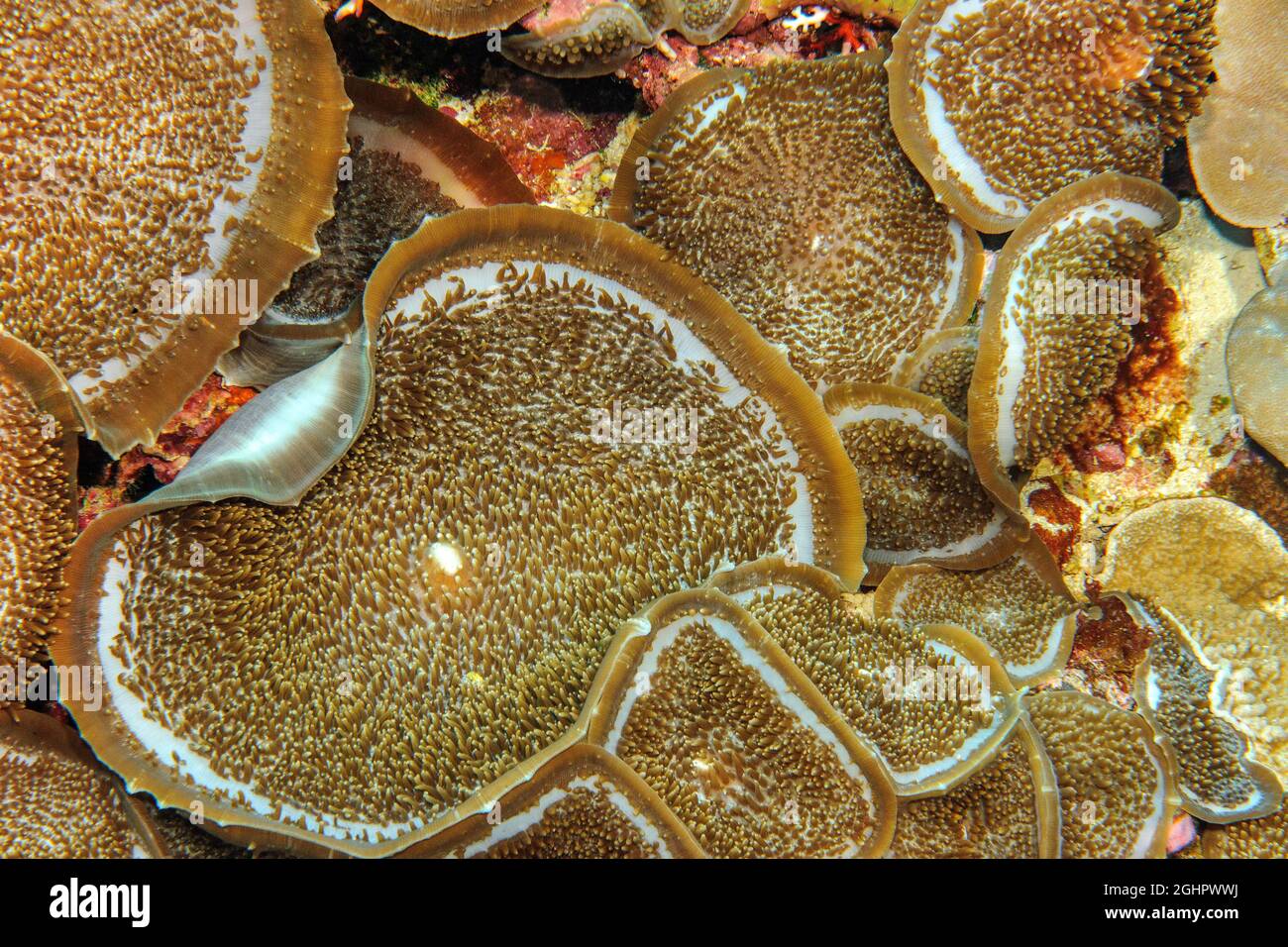 Mushroom à coupe géante (Amplexidiscus fenestrafer), Océan Pacifique, Yap, États fédérés de Micronésie Banque D'Images