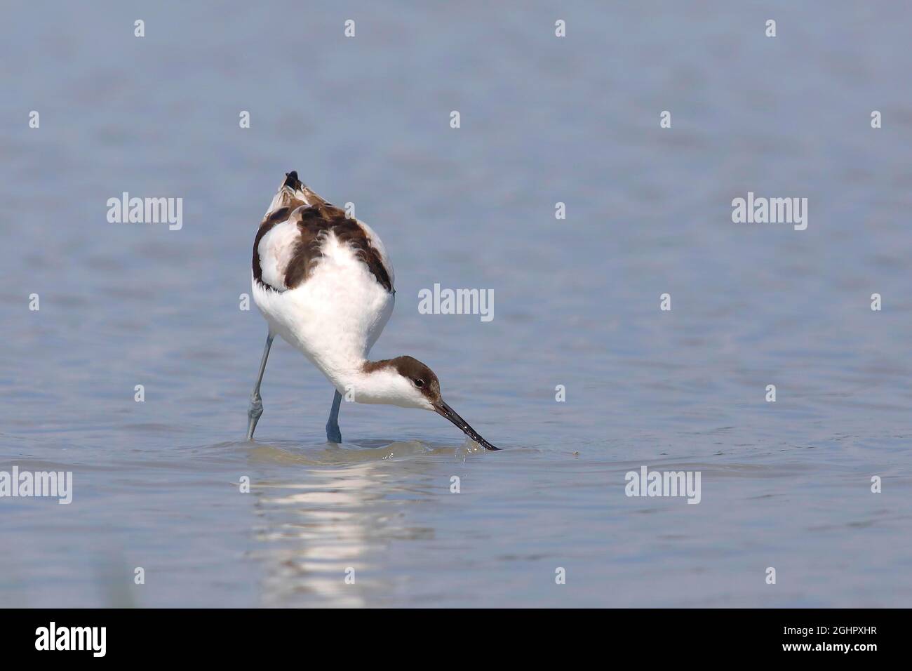 Avocat à capuchon noir (Recurvirostra avosetta), adulte, à la recherche de nourriture en eau peu profonde, Zicksee, Parc national du lac Neusiedl, Burgenland, Autriche Banque D'Images