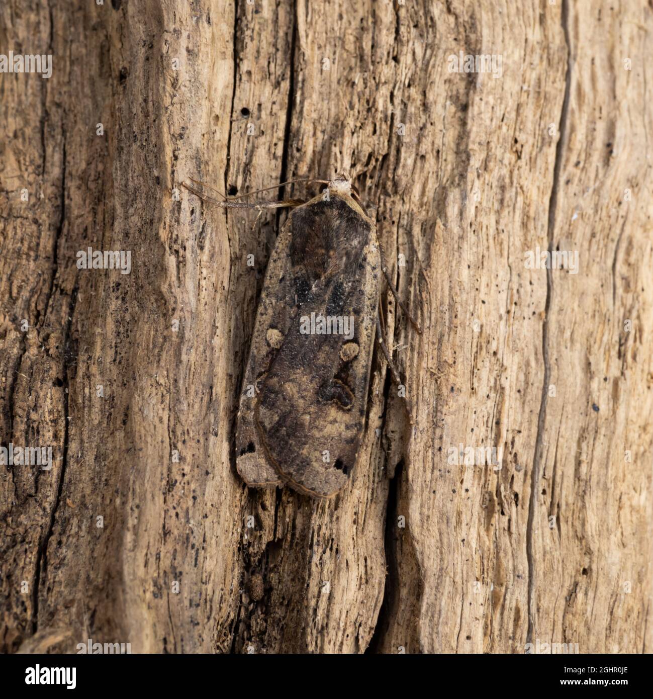 La partie supérieure d'une grande Moth jaune sous-aile, Noctua pronuba, au repos sur un fond naturel. Banque D'Images