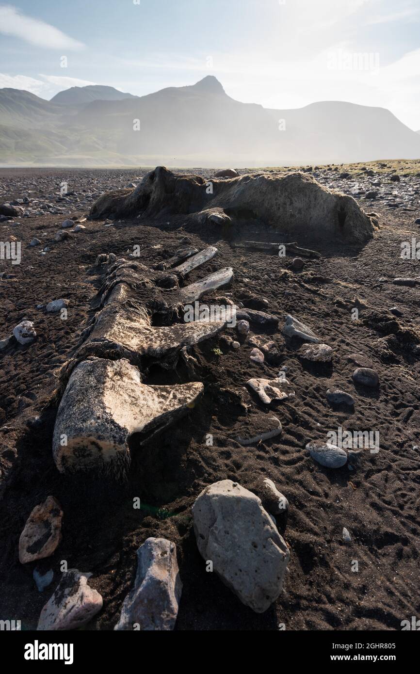 Squelette de baleine, plage, Breioavik, Fjords de l'est, Viknaslodir, Islande Banque D'Images