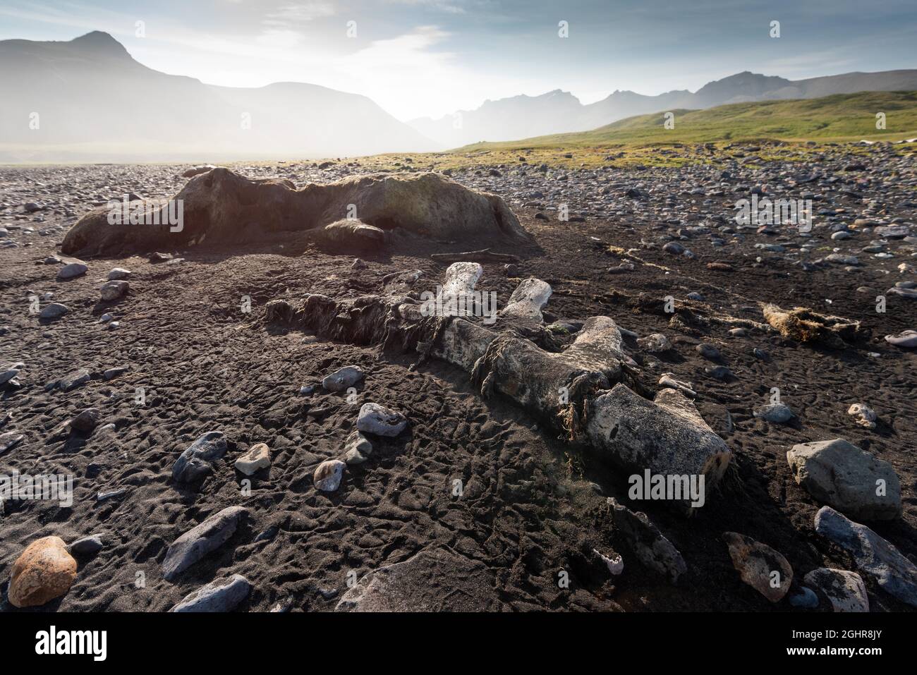 Squelette de baleine, plage, Breioavik, Fjords de l'est, Viknaslodir, Islande Banque D'Images