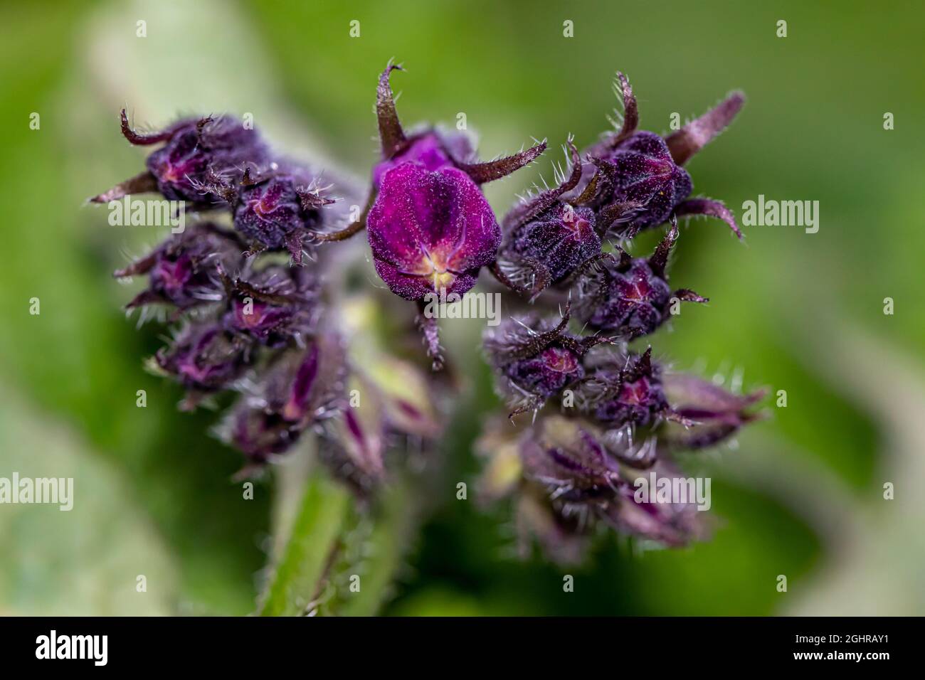 Symphytum officinale fleur dans le champ Banque D'Images
