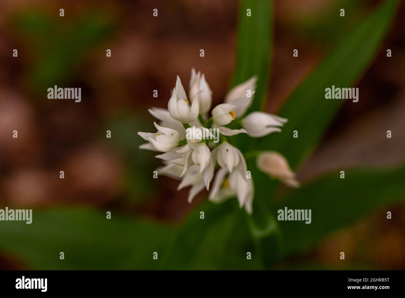 Cephalanthera longifolia fleur dans le champ, macro Banque D'Images