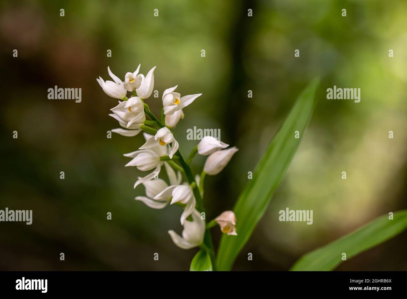 Cephalanthera longifolia fleur dans le champ Banque D'Images