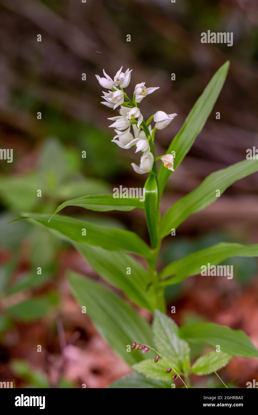 Cephalanthera longifolia fleurs croissant dans le champ Banque D'Images