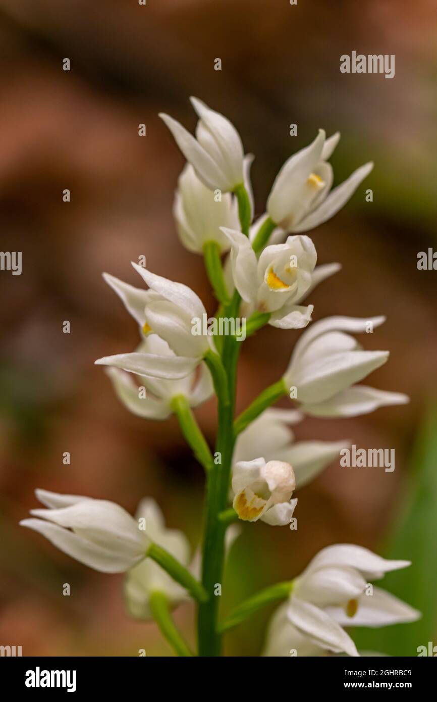 Cephalanthera longifolia fleur en croissance dans le champ, macro Banque D'Images