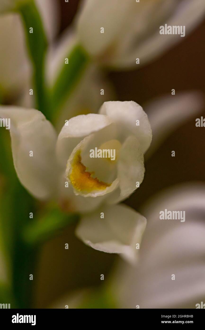 Cephalanthera longifolia fleur en croissance dans le champ, gros plan Banque D'Images