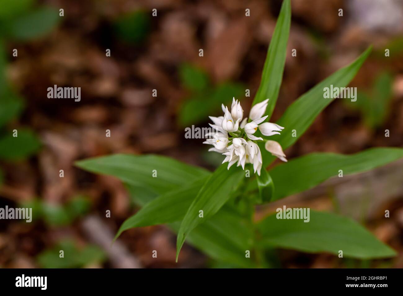 Cephalanthera longifolia fleur en croissance dans le champ, pousse gros plan Banque D'Images