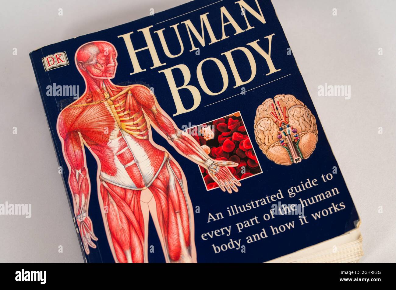 La anatomía del cuerpo humano Banque de photographies et d’images à — free download