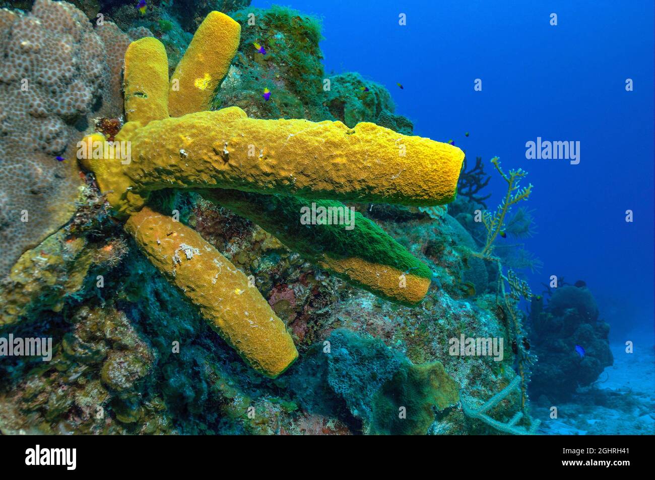 Eponge jaune vert bougie (Aplysina fistularis), Caraïbes, Maria la Gorda, Cuba Banque D'Images