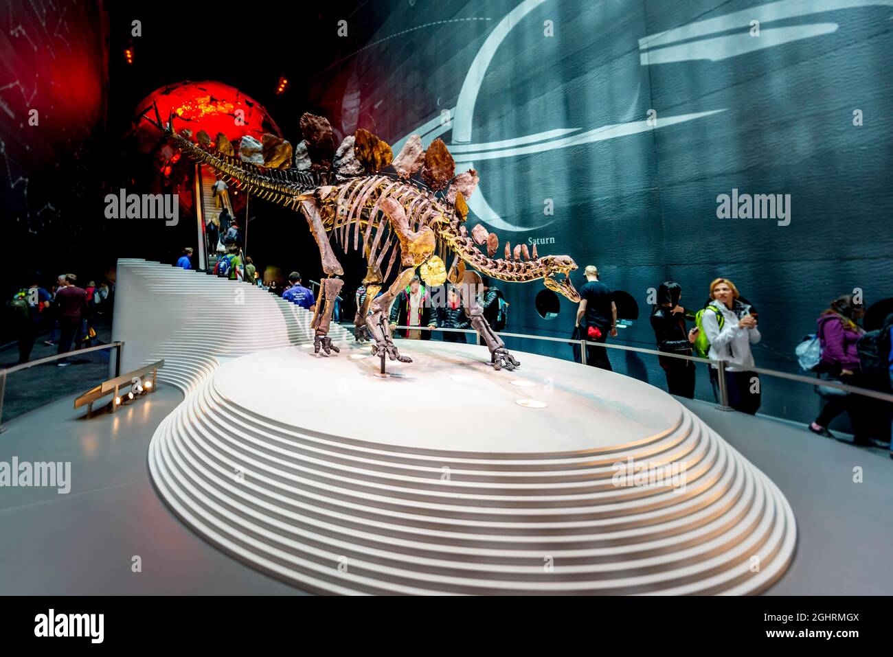 Skellet d'un dinosaure de Stegosaurus, exposition au Natural History Museum, Londres, Angleterre, Royaume-Uni Banque D'Images