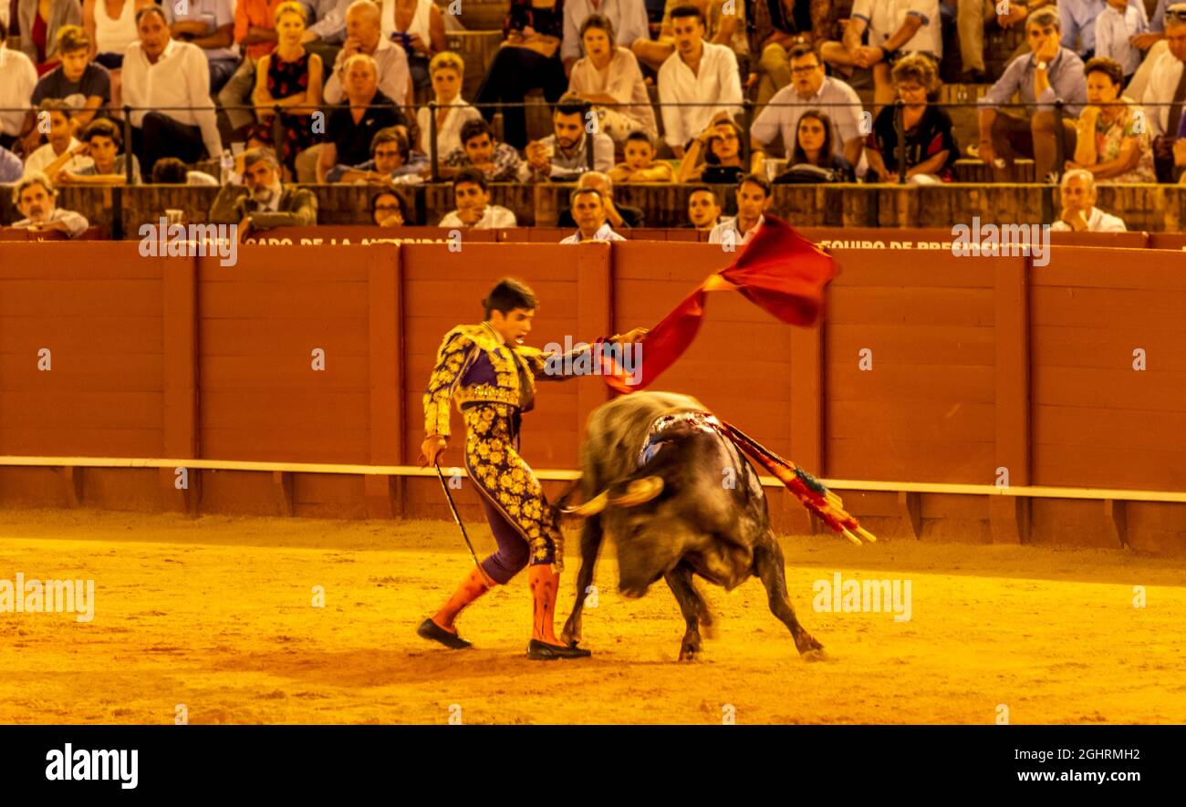 Matador avec muleta et espada avec taureau en cours, torero avec tissu rouge dans la robe traditionnelle, corrida, arène Plaza de toros de la Real Banque D'Images