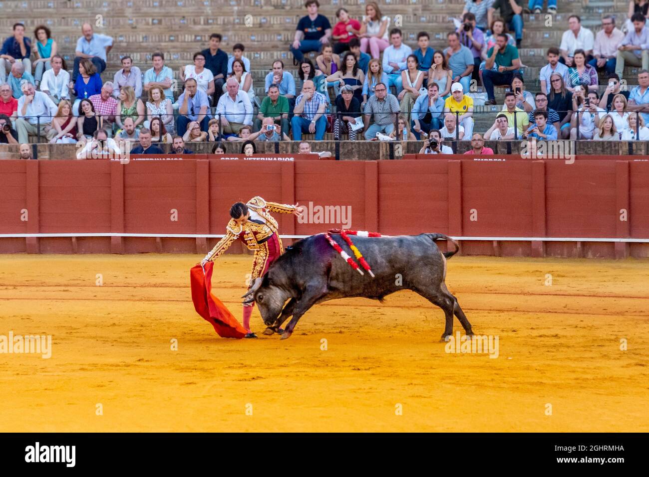 Matador avec muleta avec taureau en cours, torero avec tissu rouge en robe traditionnelle, corrida, arène Plaza de toros de la Real Maestranza de Banque D'Images