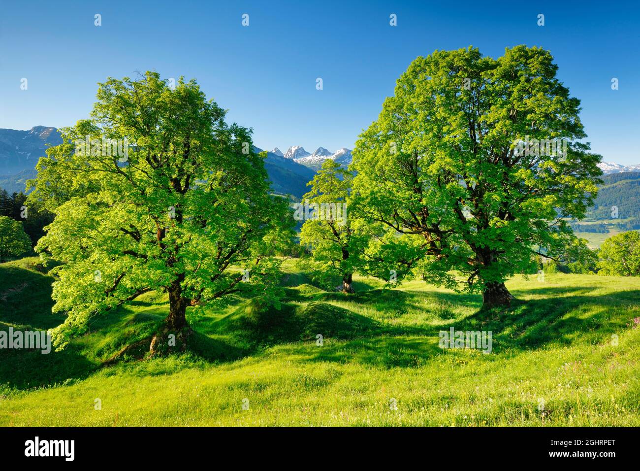 Sycamore érable devant les sommets enneigés de Churfirsten au printemps de montagne près d'Ennetbuehl à Toggenburg, canton de Saint-Gall, Suisse Banque D'Images