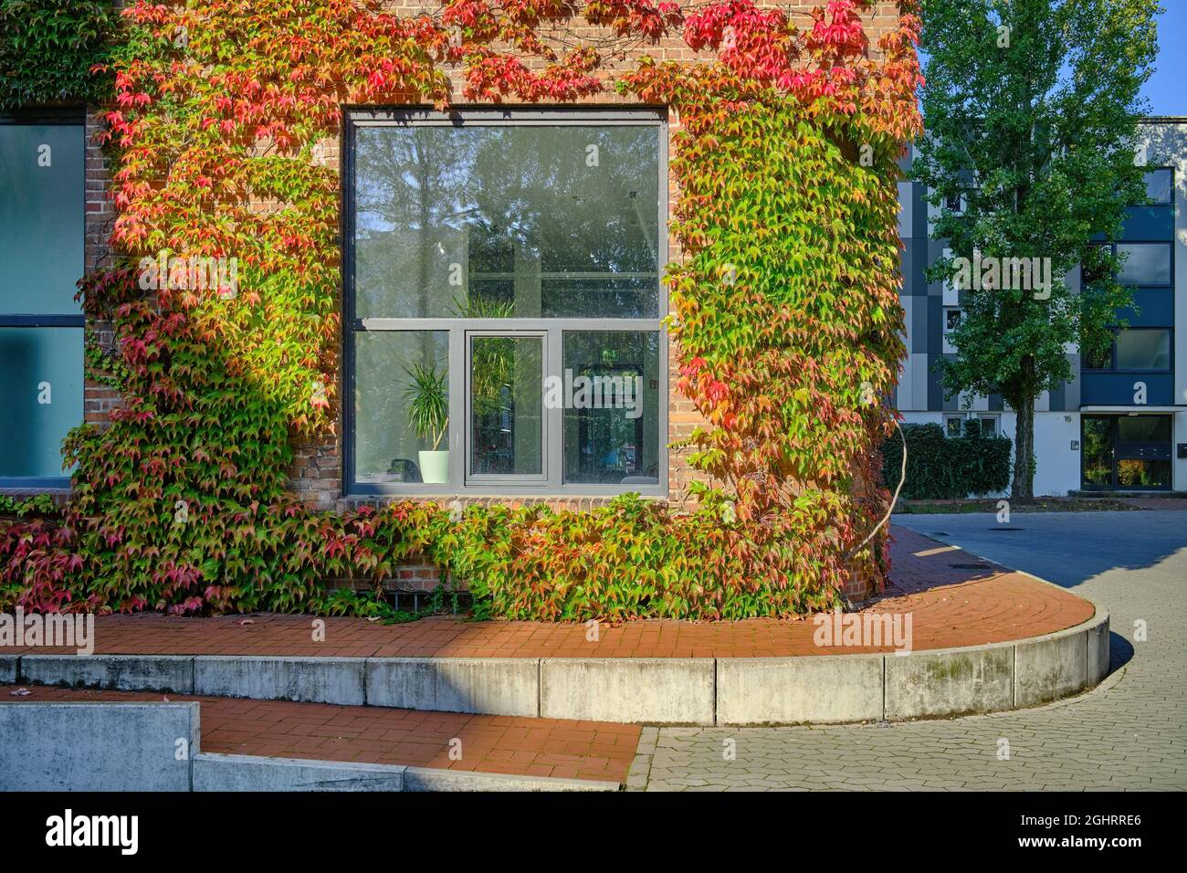 Wilder Wein an einer Fassade in Limmer, Herbst in Hannover-Limmer, Deutschland / Allemagne Banque D'Images
