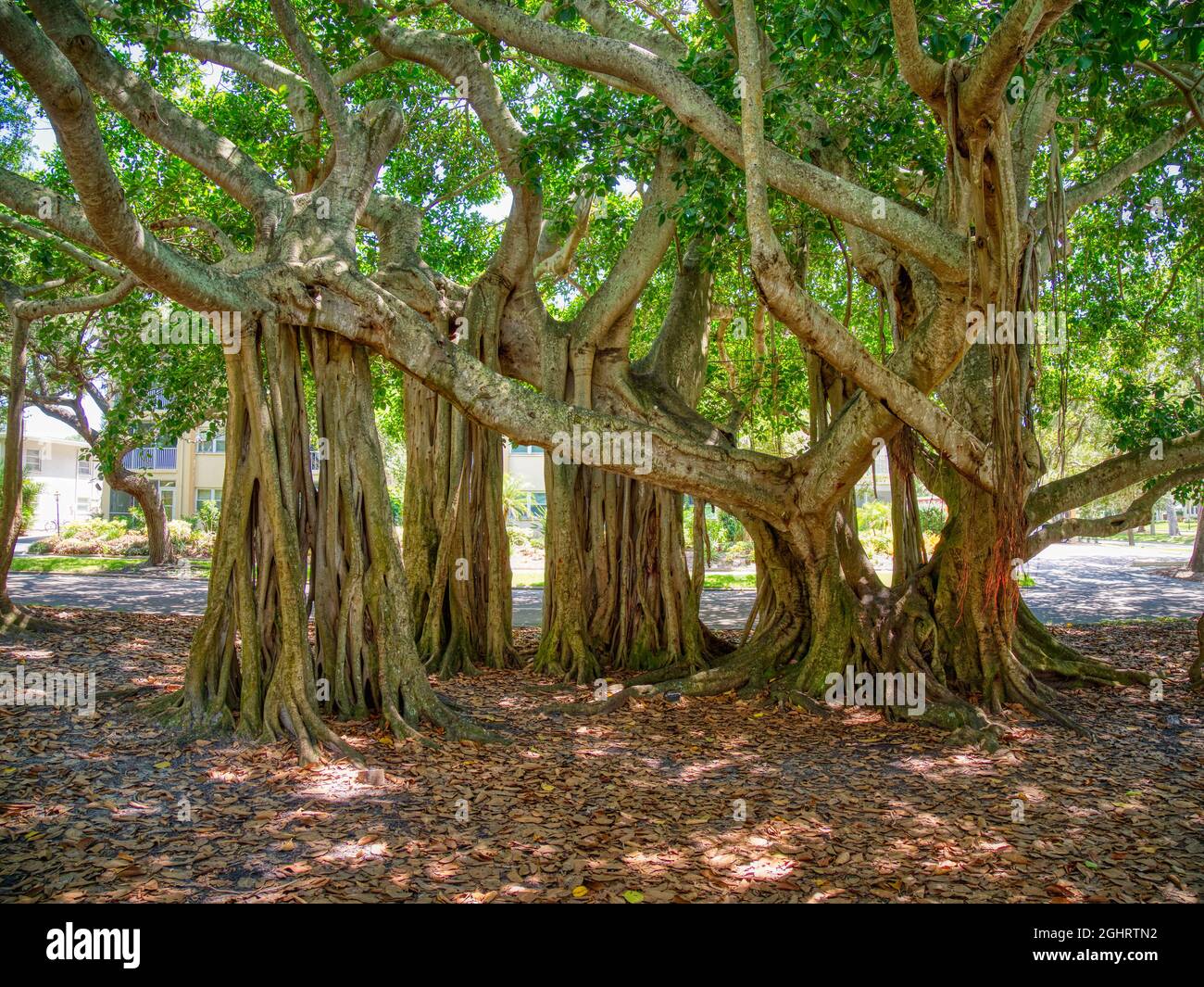 Banyon Tree Ficus benghalensis ou indian banyan l'arbre national de l'Inde sur West Venice Avenue à Venise Floride Etats-Unis, Banque D'Images