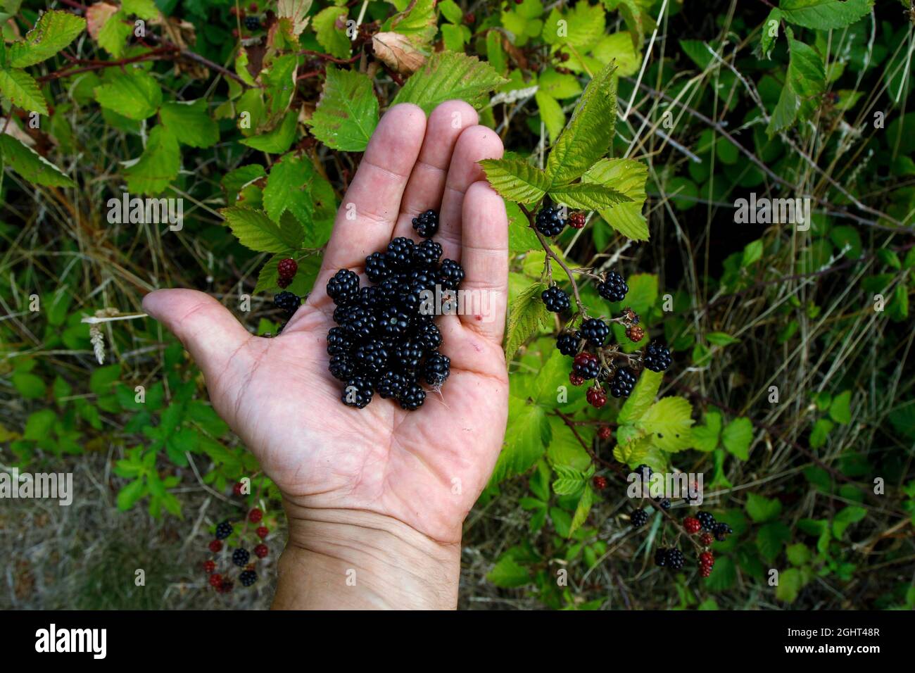 Main aux mûres, rubi, ceinture verte, Border Trail, Rhoden, Osterwieck, Comté de Harz, Saxe-Anhalt, Allemagne Banque D'Images