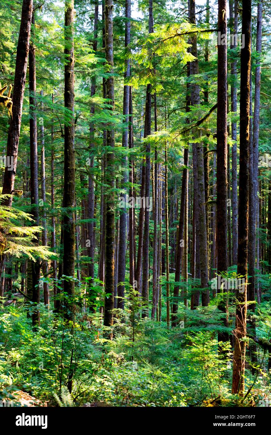 Avatar Grove, Port Renfrew, Île de Vancouver, Colombie-Britannique, Canada Banque D'Images