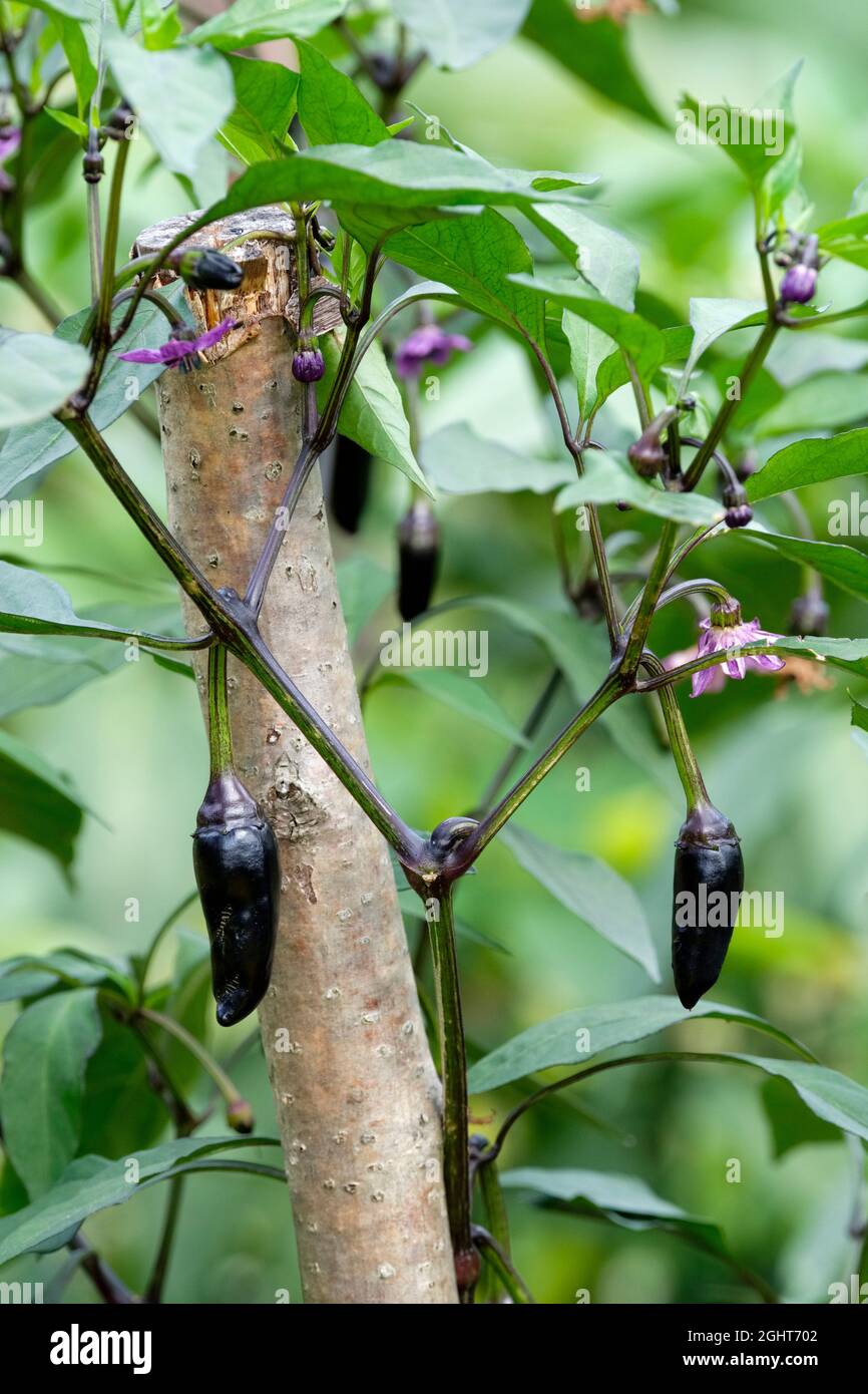 Piment « Hongrois Black », une variété de variétés à l'ancienne avec un « caractère chaud » doux. Capsicum annuum 'Hongrois Black'. Poivrons mûrs poussant sur la plante Banque D'Images