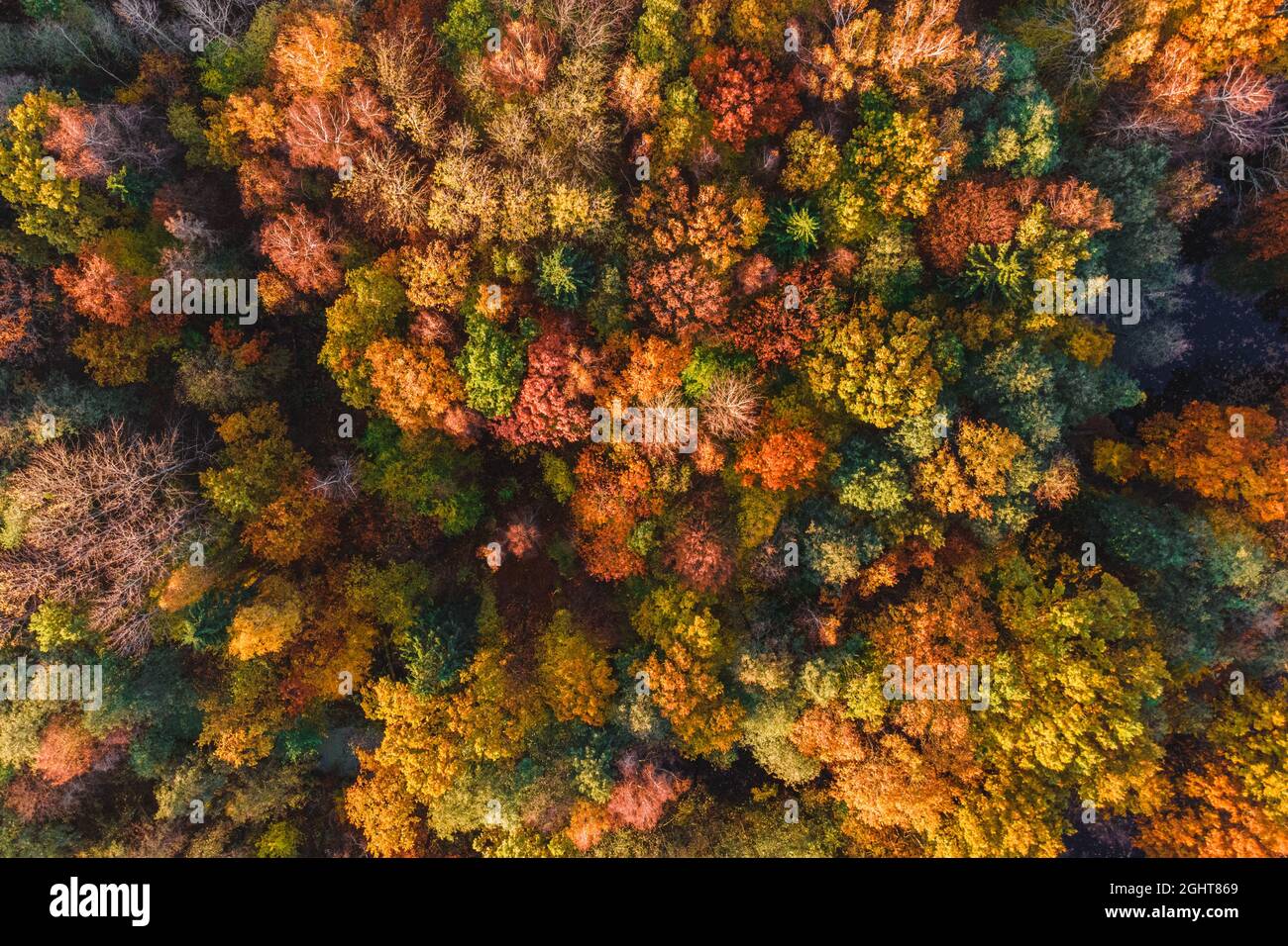 Vue aérienne sur les drones de la forêt d'automne. Arbres aux feuilles colorées orange, rouge, jaune et verte. Paysage d'automne. Concept de la nature Banque D'Images