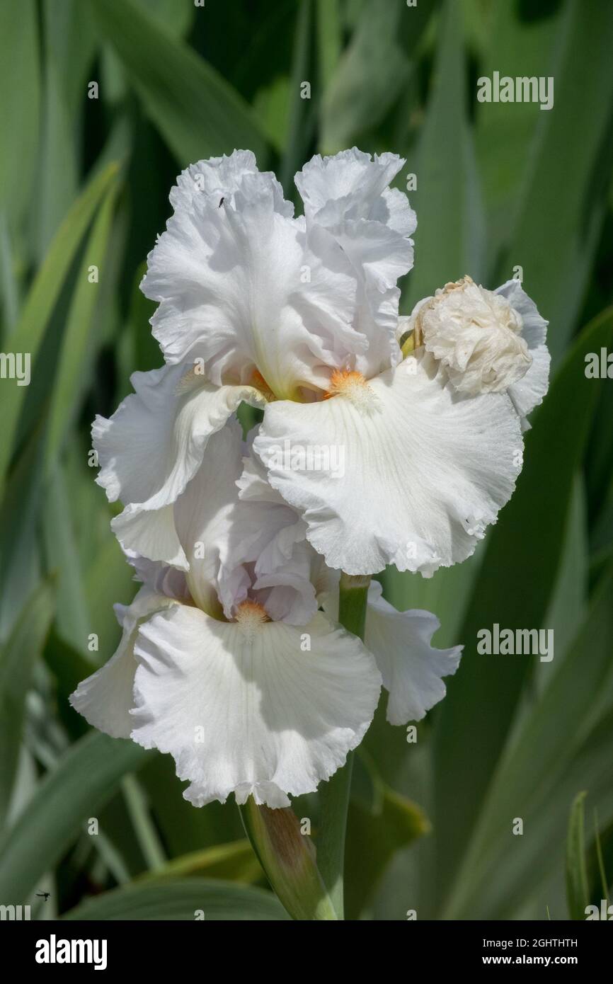 Grand iris barbu 'My Valentine' Grand iris barbu dans le jardin, fleur blanche Banque D'Images