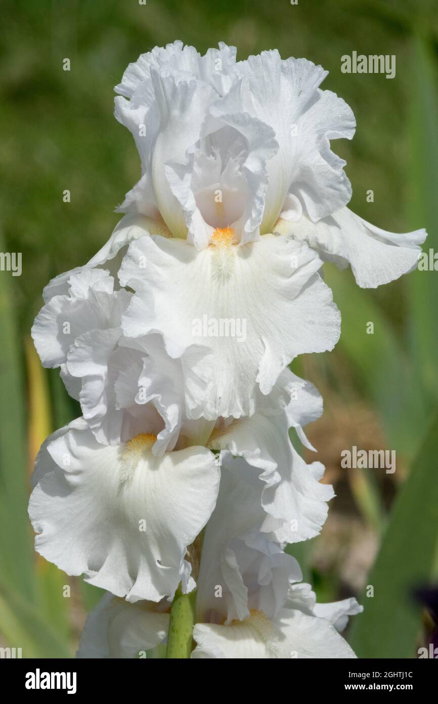 Iris barbu blanc fleur blanche 'My Valentine' Grand iris barbu dans le jardin Banque D'Images