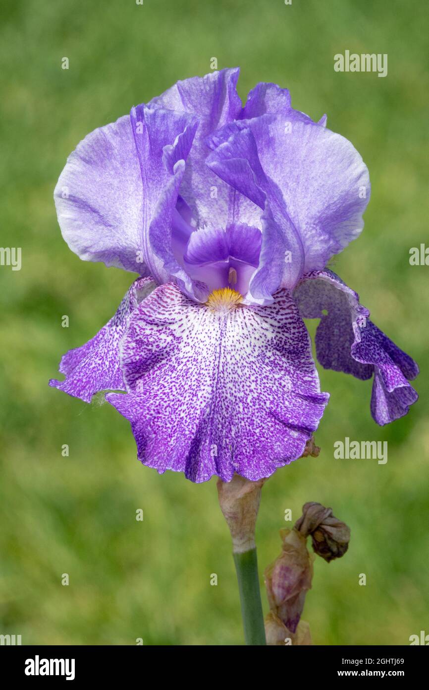 Grand iris barbu 'Purple Pepper' portrait fleur unique Banque D'Images