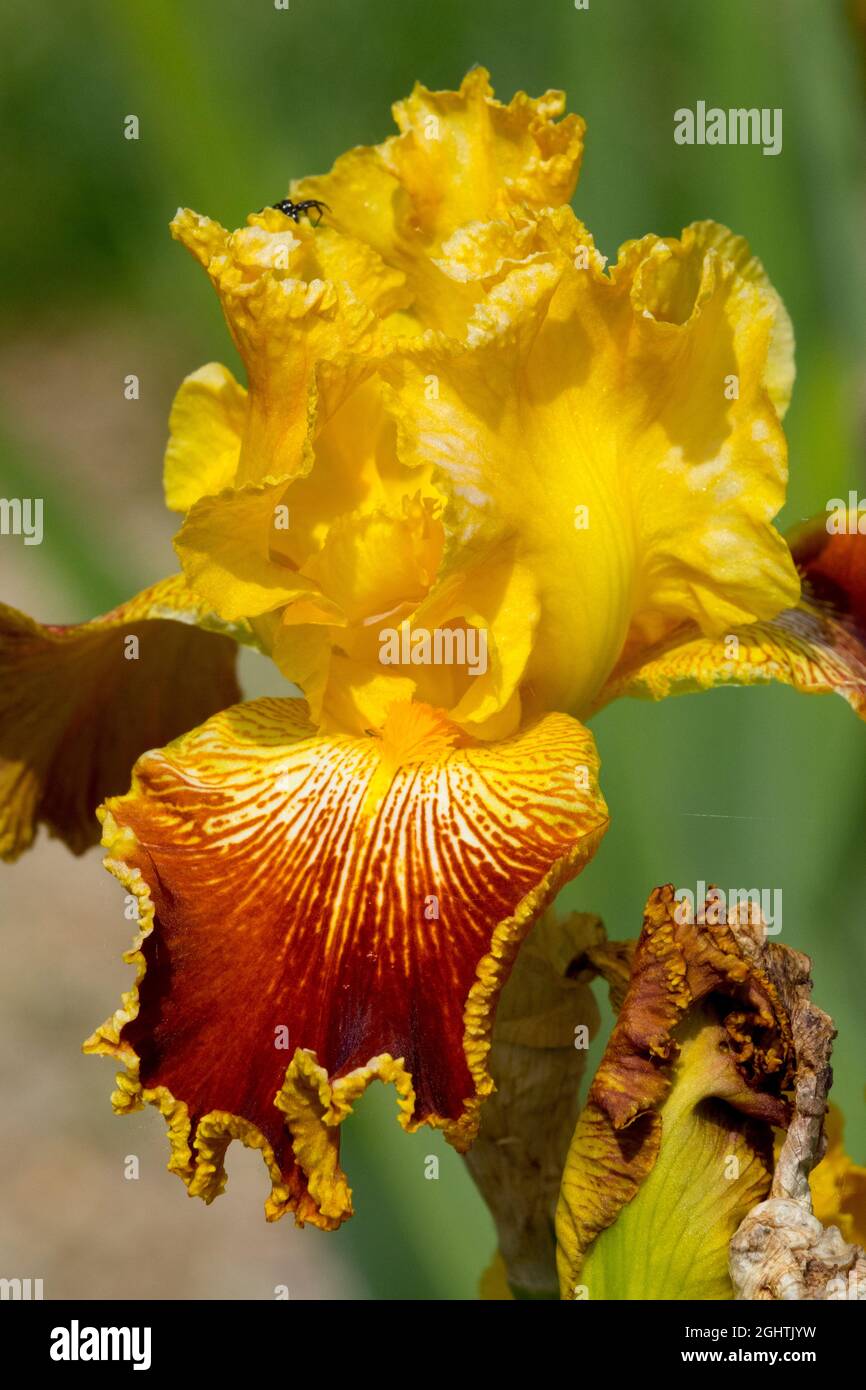 Grande fleur d'iris barbu Iris 'Michigan Pride' Banque D'Images