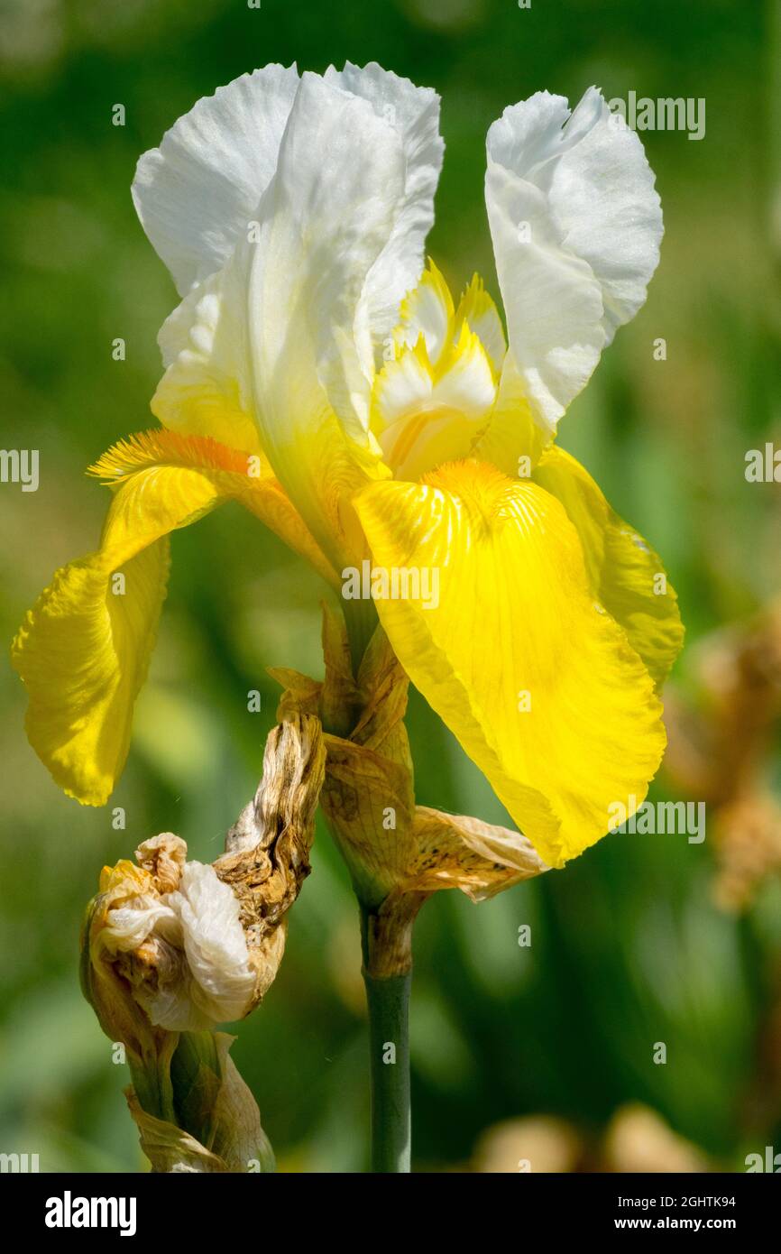 Blanc jaune barbu fleur d'Iris Iris 'Jessie Viette' Banque D'Images