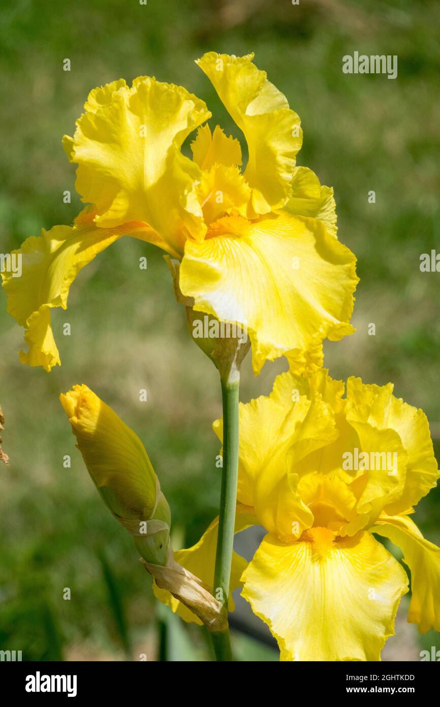 Fleur d'iris à barbe jaune « Temple Gold » Banque D'Images