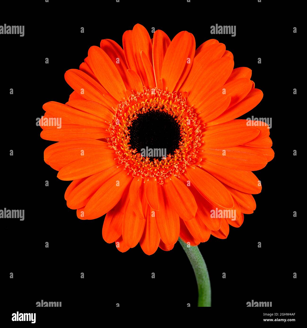 Belle fleur de Gerbera orange, (avec un centre noir), photographiée sur un fond noir Uni Banque D'Images
