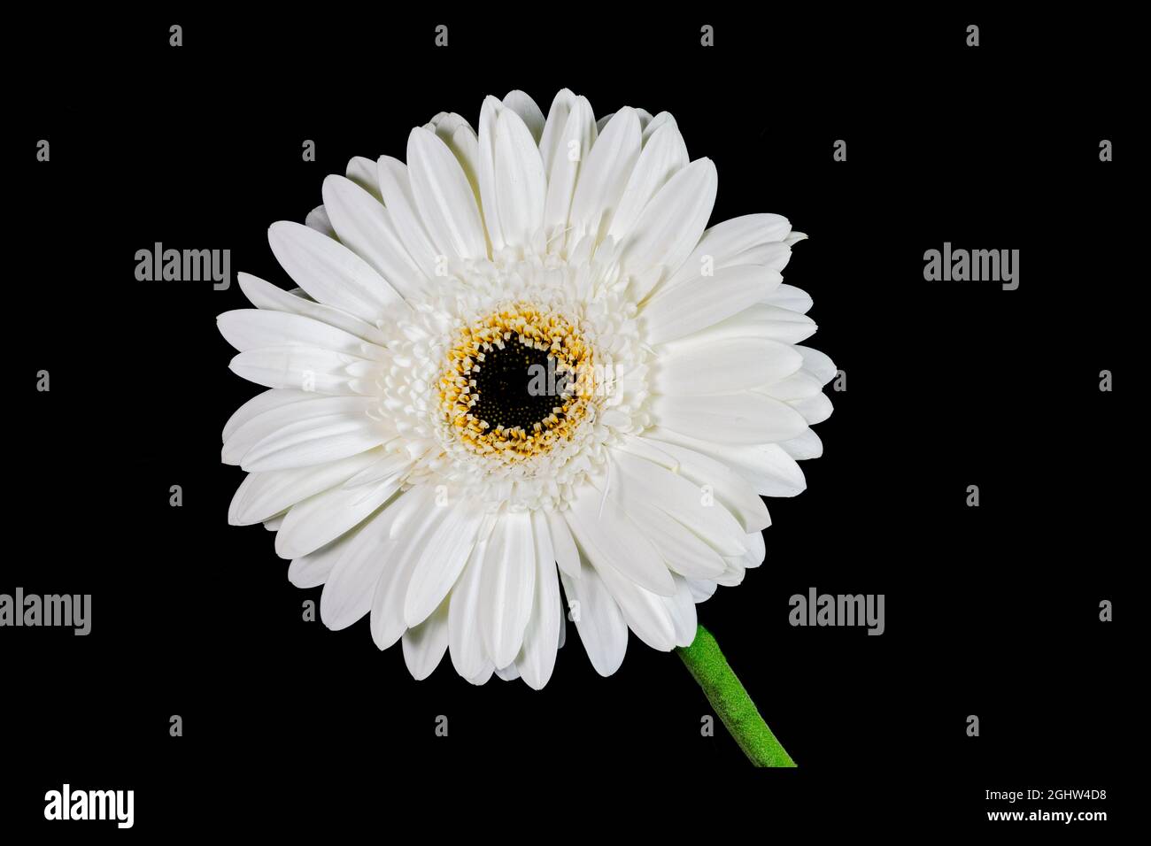 Belle fleur de Gerbera blanc, (avec un centre noir), photographiée sur fond noir Uni Banque D'Images