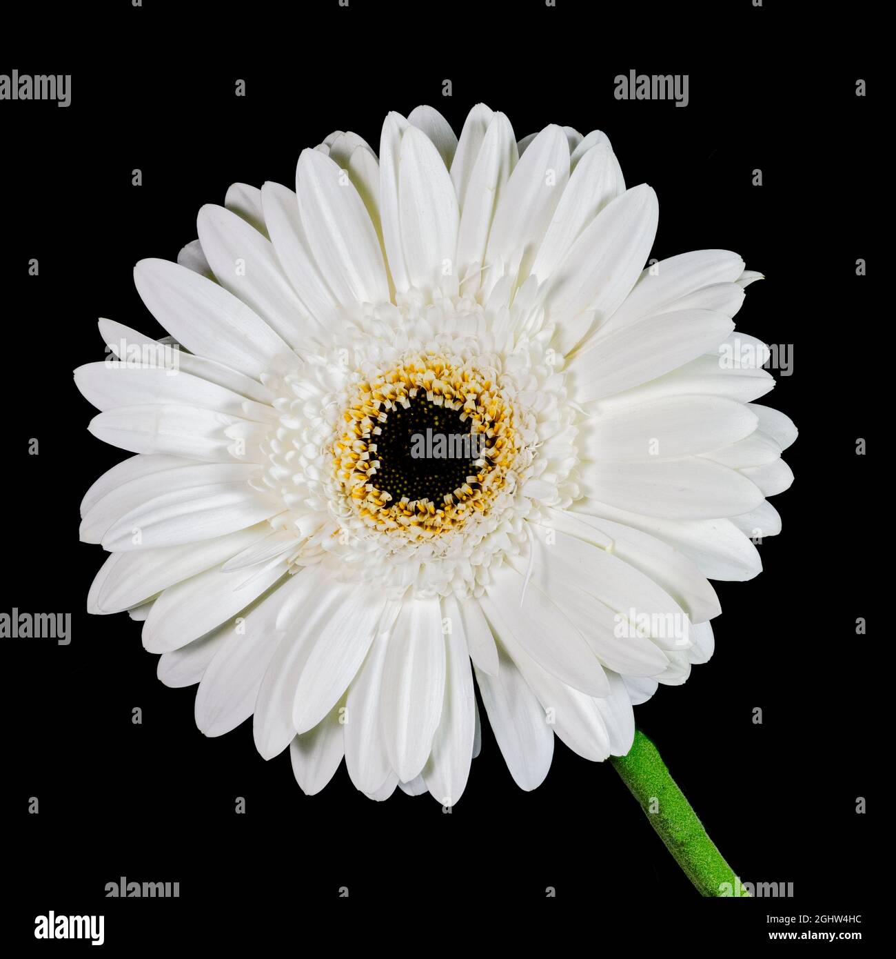 Belle fleur de Gerbera blanc, (avec un centre noir), photographiée sur fond noir Uni Banque D'Images