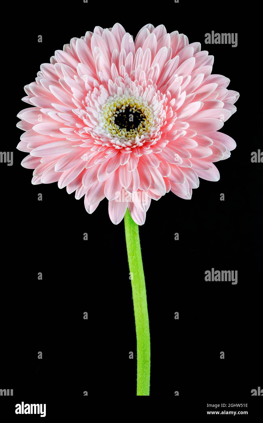 Magnifique fleur rose de Gerbera photographiée sur fond noir Uni Banque D'Images