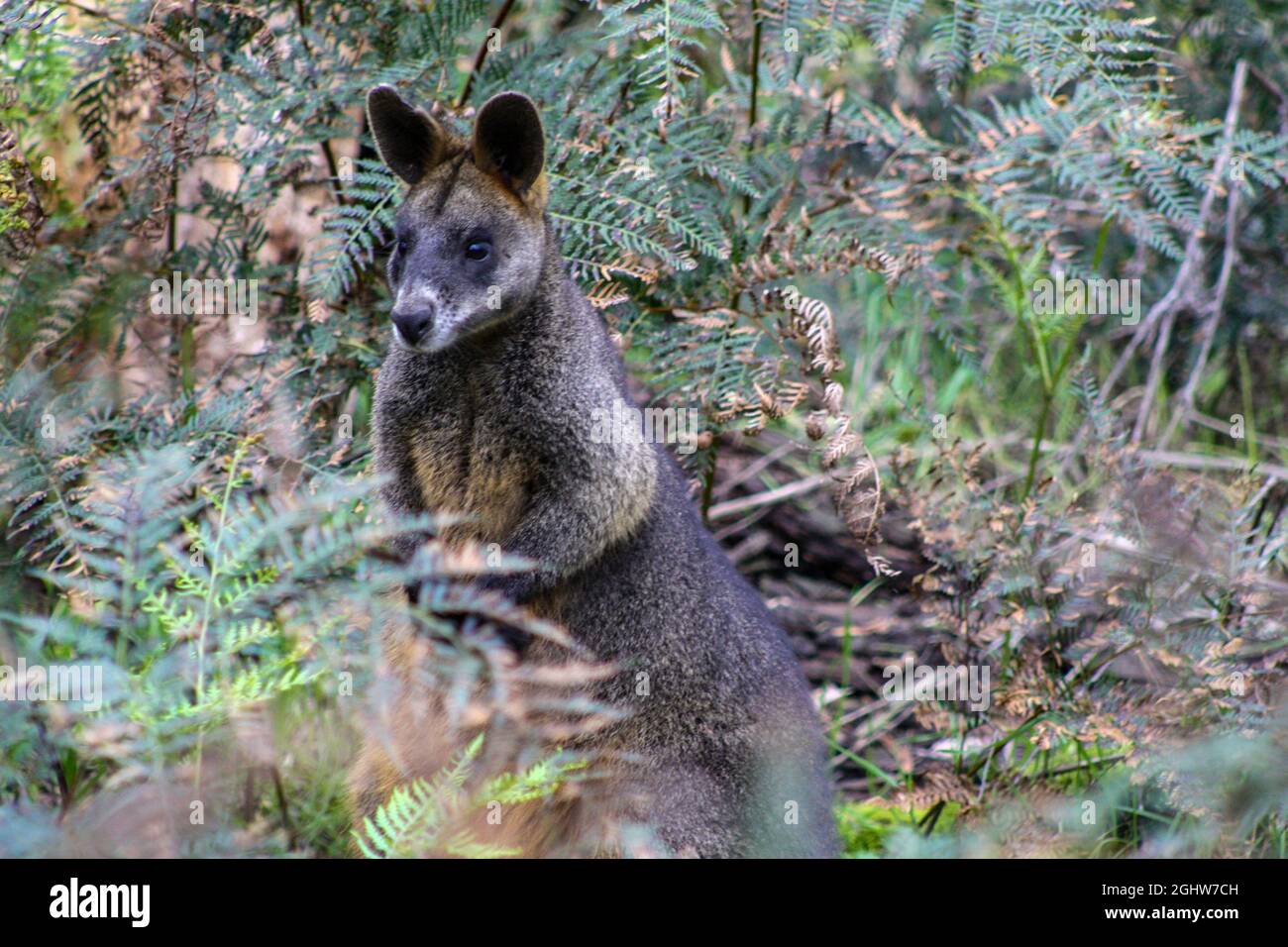 Wallaby (Wallabia bicolor), marais brun foncé dans les bois, entend pour les ennemis. Nouvelle-Galles du Sud, Australie Banque D'Images
