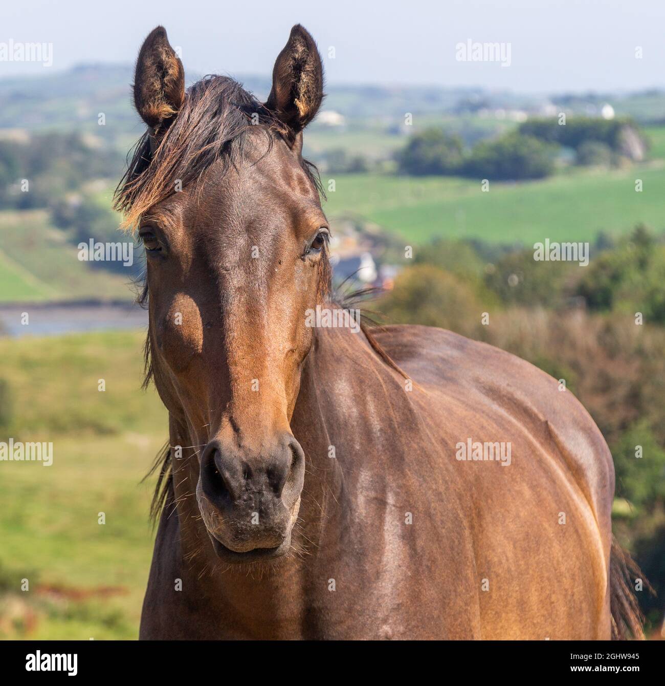 Marron Mare, vue sur l'appareil photo, gros plan. Banque D'Images