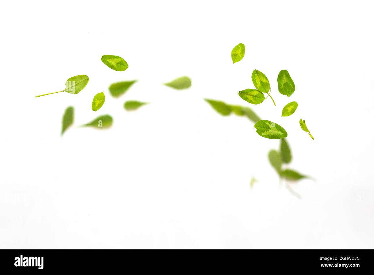 Feuilles de trèfle vert frais volantes isolées sur fond blanc. Bannière panoramique horizontale avec espace de copie Banque D'Images