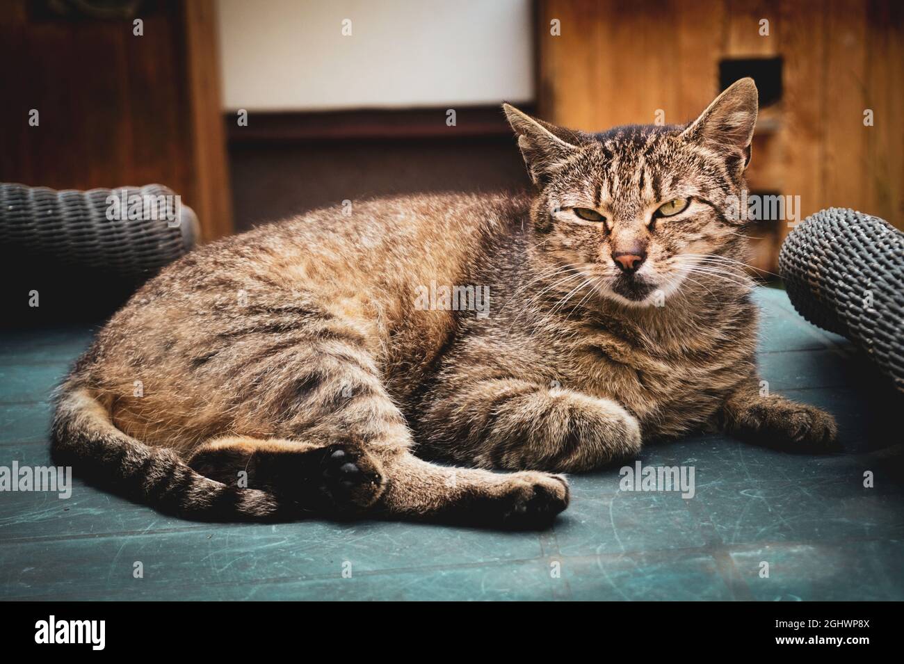 Tabby, marron, gris chat au repos Photo Stock - Alamy