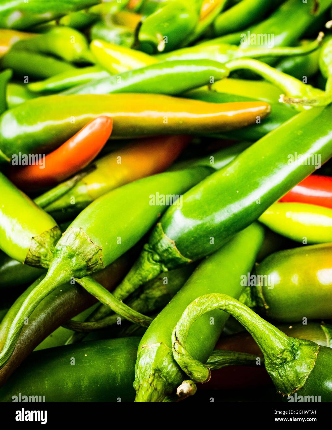 Le Chilis « Padron » vert chaud est en vente au Festival du Chili du manoir de Waddesdon. Banque D'Images