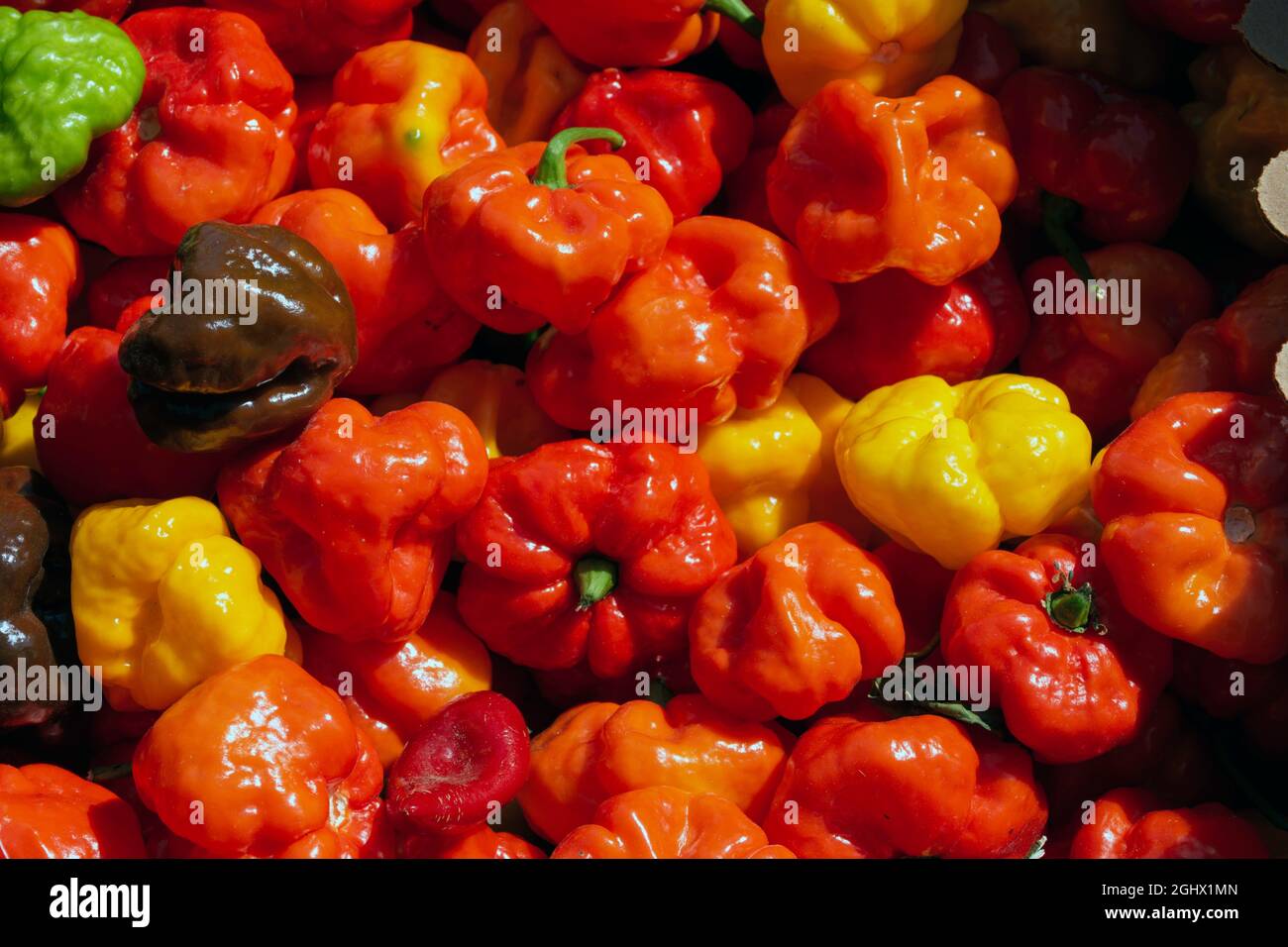 Gros plan sur les poivrons chauds Scotch Bonnet colorés vus sur le marché. Banque D'Images