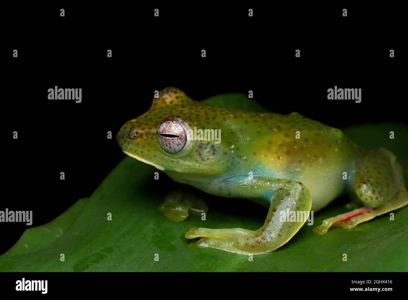 Grenouille d'arbre malayan sur une feuille, Indonésie Banque D'Images