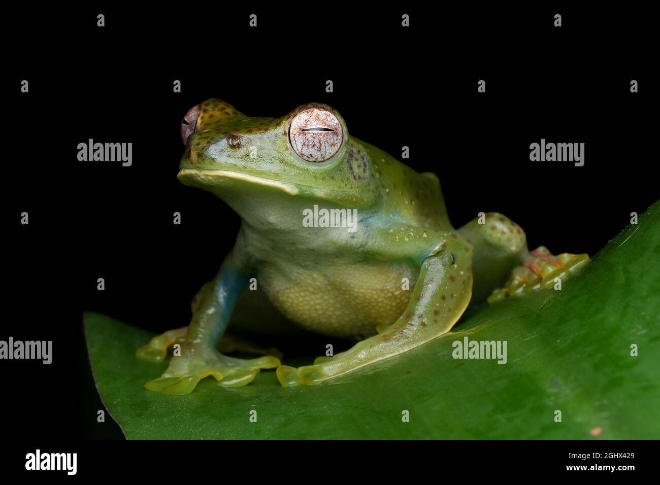 Grenouille d'arbre malayan sur une feuille, Indonésie Banque D'Images