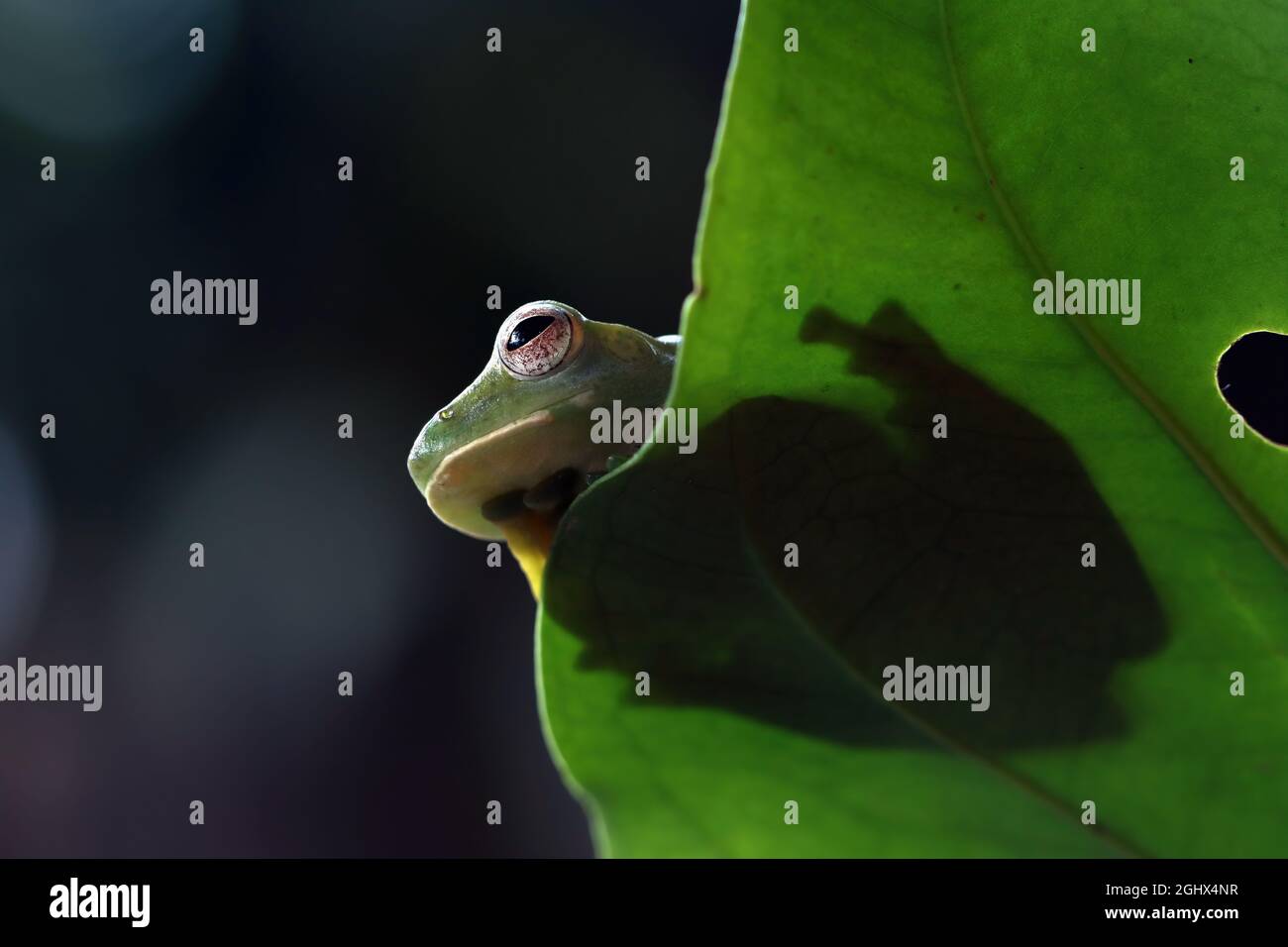 Vue à angle bas d'une grenouille d'arbre malais sur une feuille, Indonésie Banque D'Images