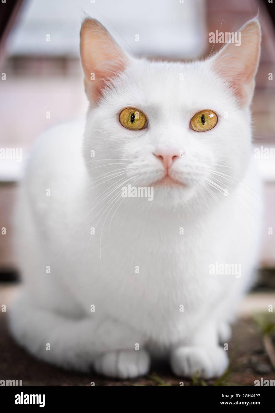 Portrait d'un chat blanc qui se croque Banque D'Images